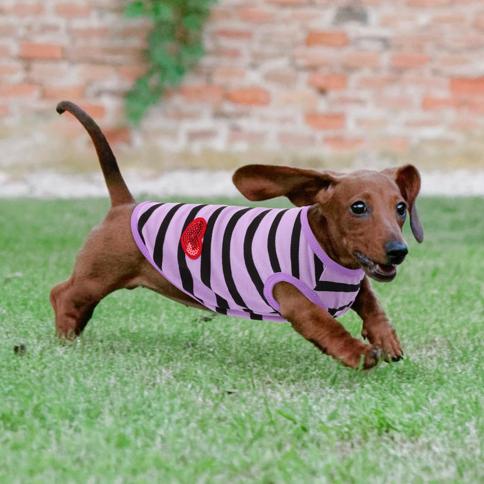 Uso para paseo o fiesta con la camiseta rayada Preferhouse.
