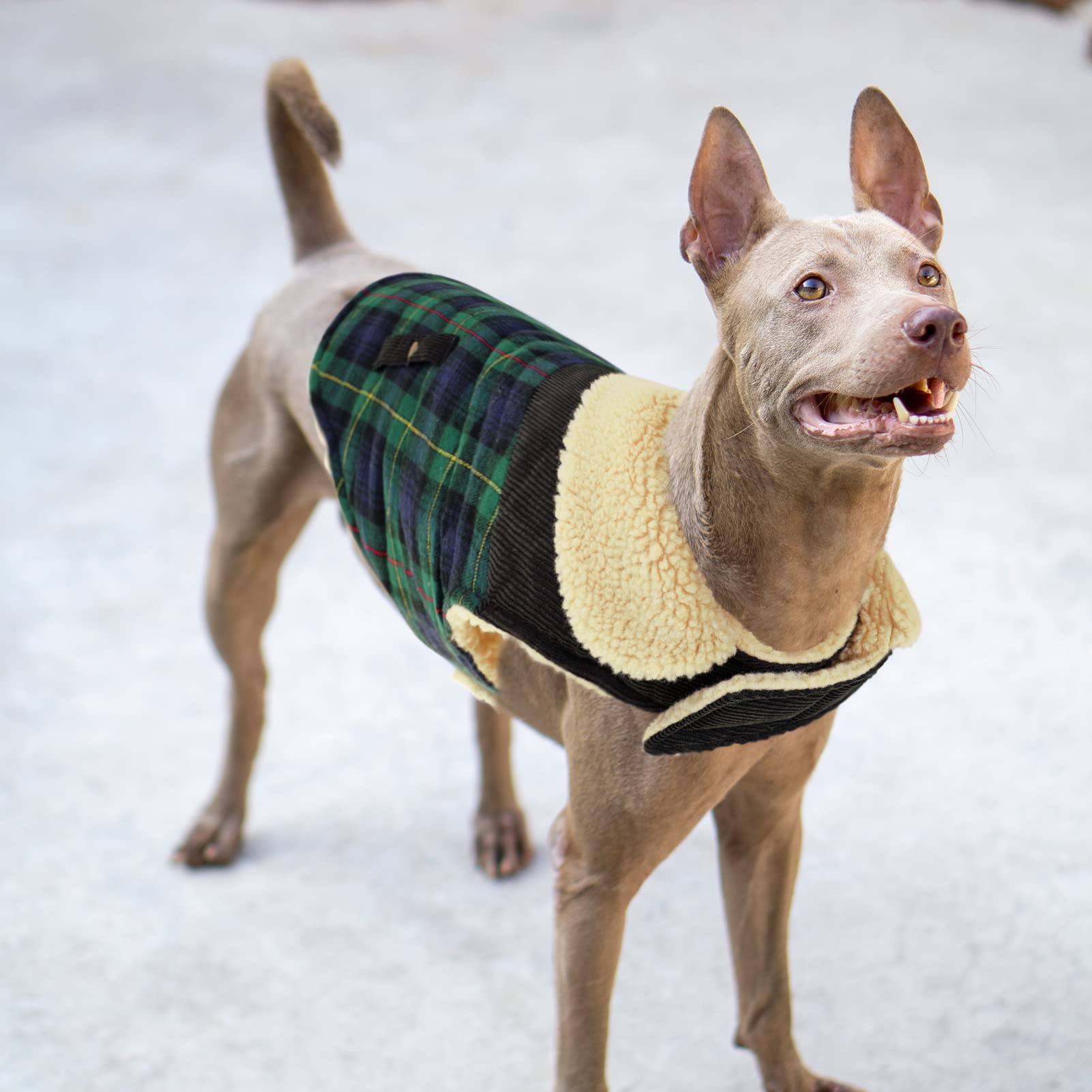 Preferhouse prenda versátil para uso interior y exterior, ideal para visitas y paseos.