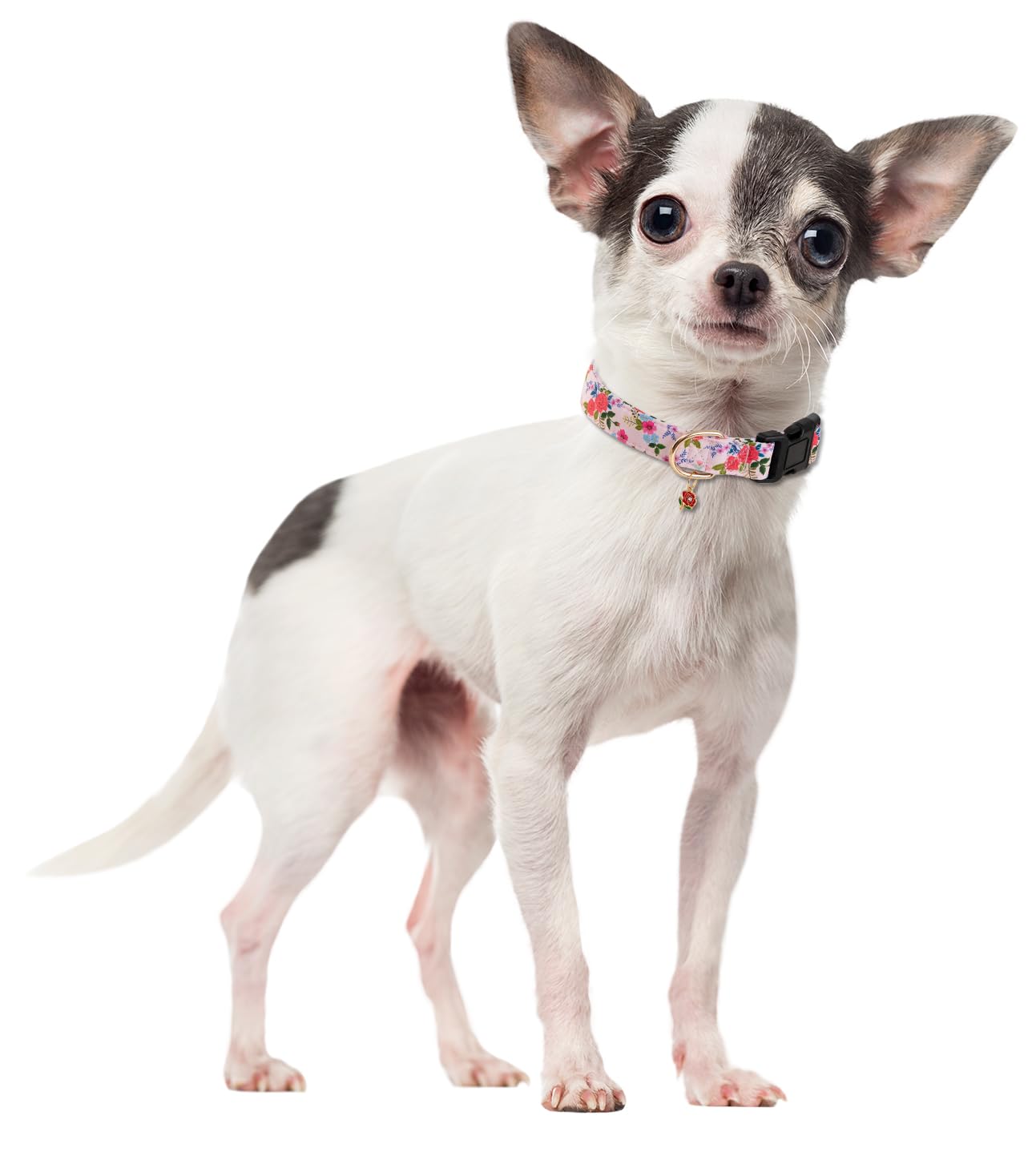 Collar PREHAI diseño floral para perritas, ideal para paseos y fotos.
