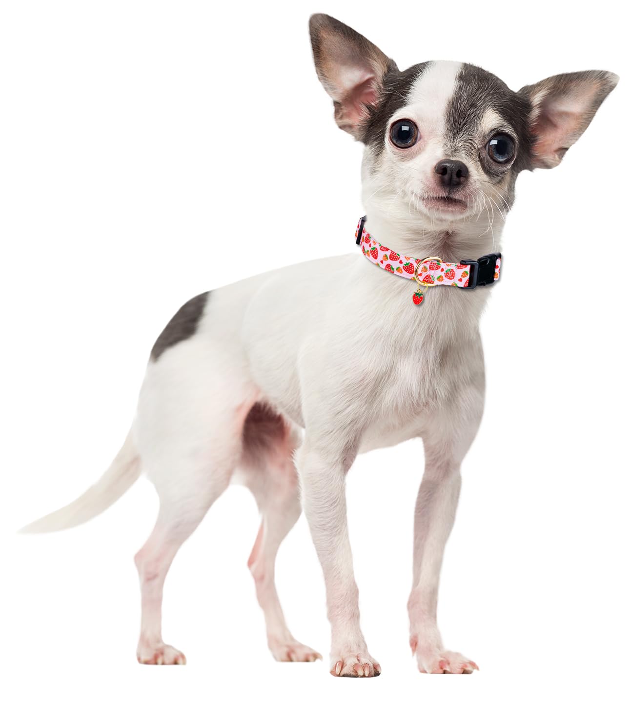 PREHAI collar con diseno unico, estilo distintivo para tu mascota.
