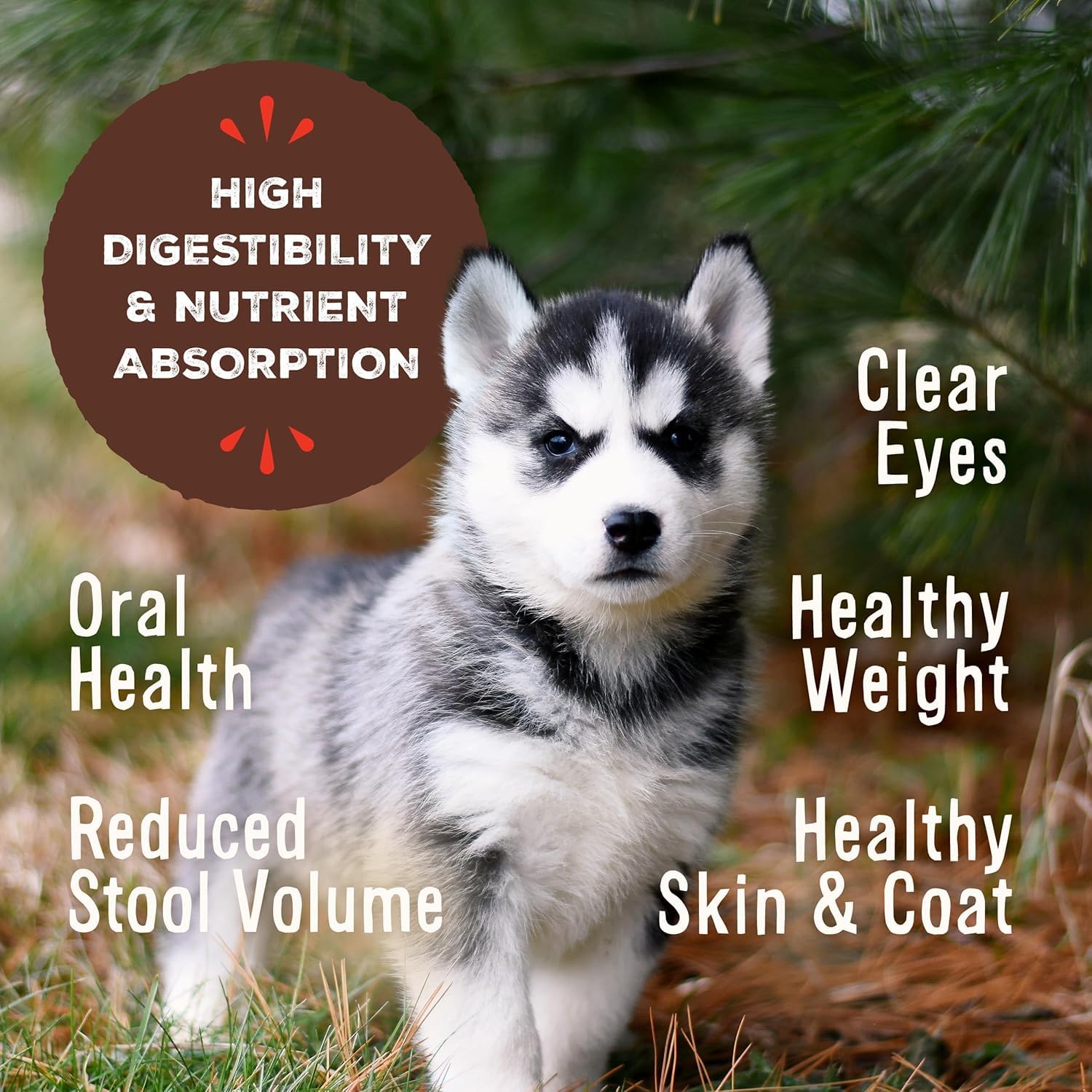 Primal Pet Foods Pronto Mini Nuggets, rehidratado con agua para textura suave.