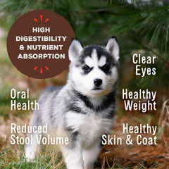 Primal Pet Foods Pronto Mini Nuggets, rehidratado con agua para textura suave.
