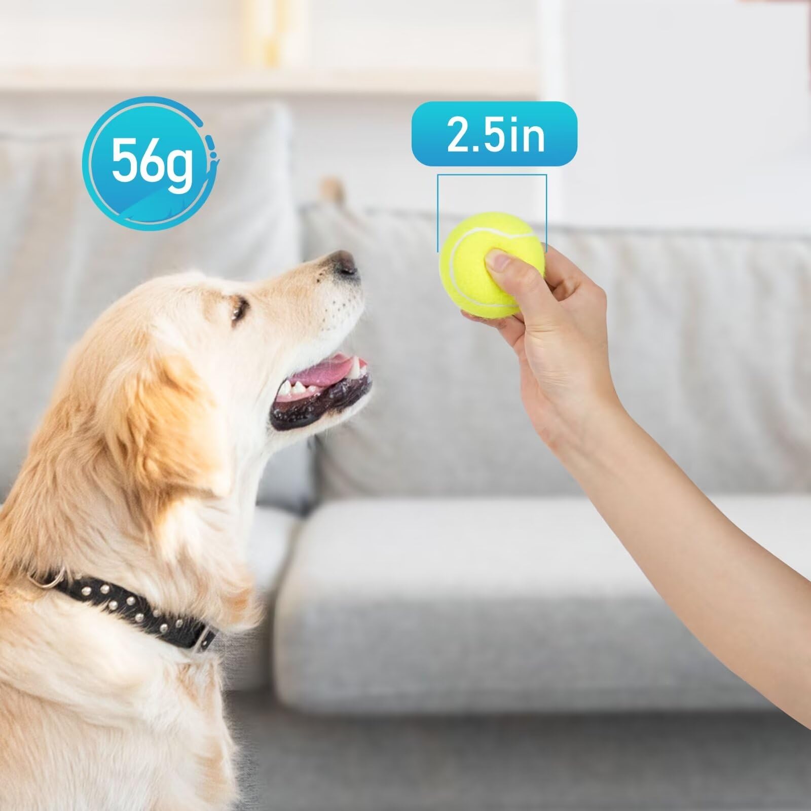 Prime Pets entrenamiento-juego-interior-exterior, tamaño adecuado para perros medianos.