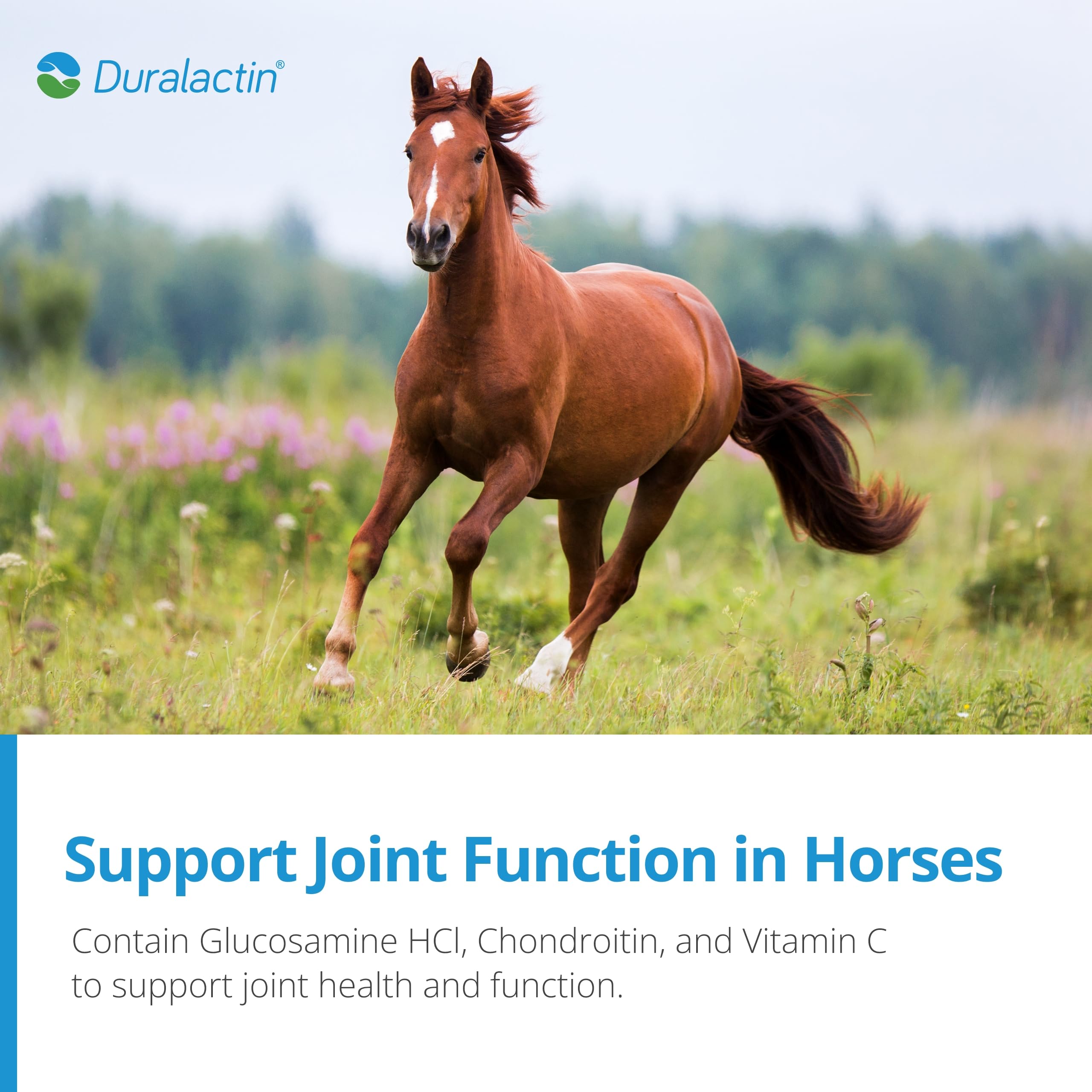 Caballo comiendo, pellets PRN para rutina diaria de alimentación.