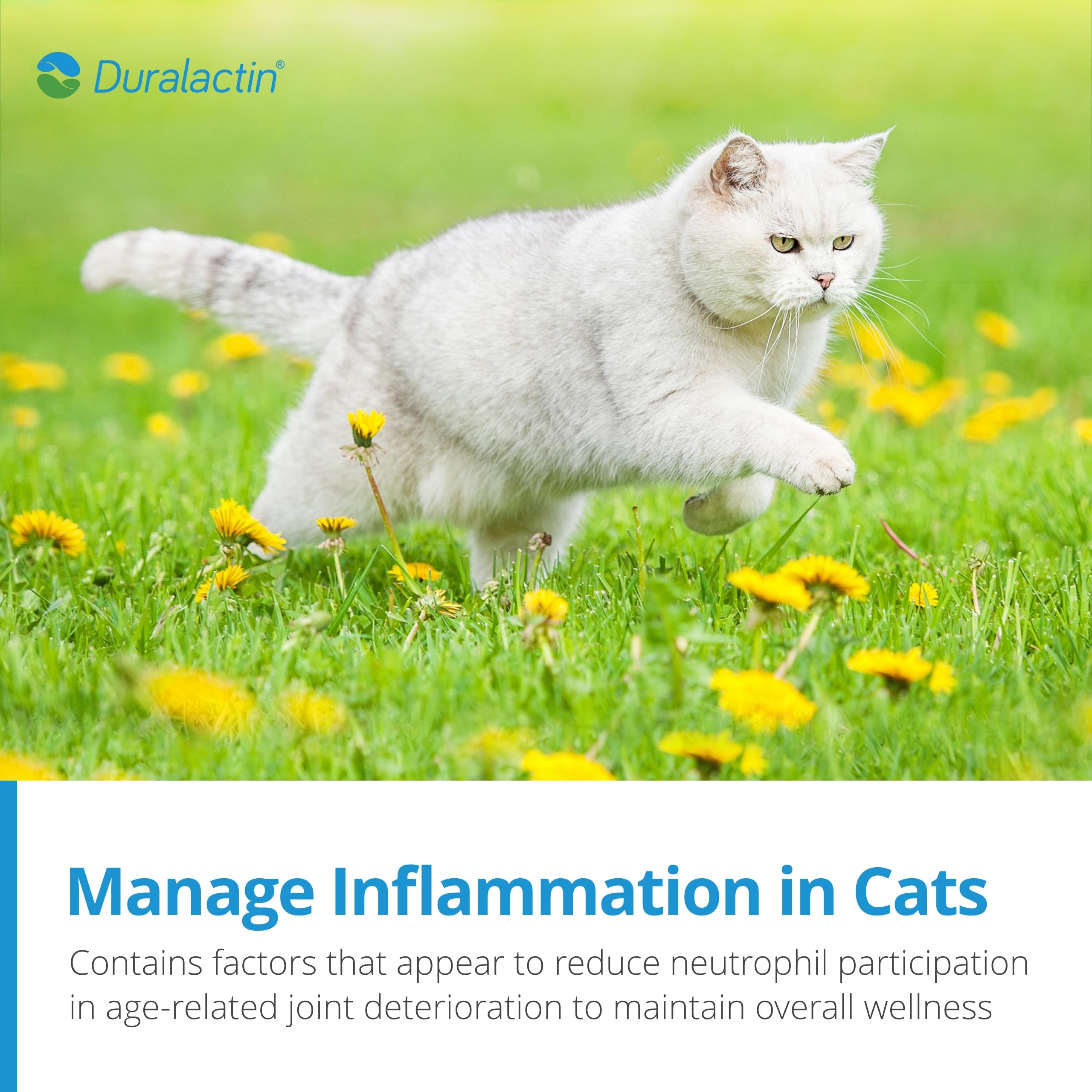 Etiqueta informativa de Duralactin Feline para gatos y gatitos.