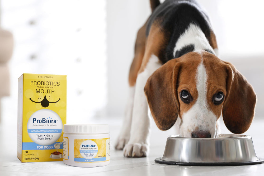 Probiora Health: dientes más limpios y encías saludables en perros.