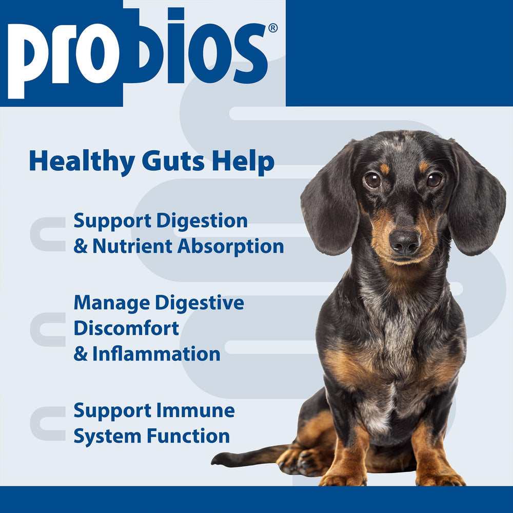 Masticables suaves de Probios facilitan la administración al perro.