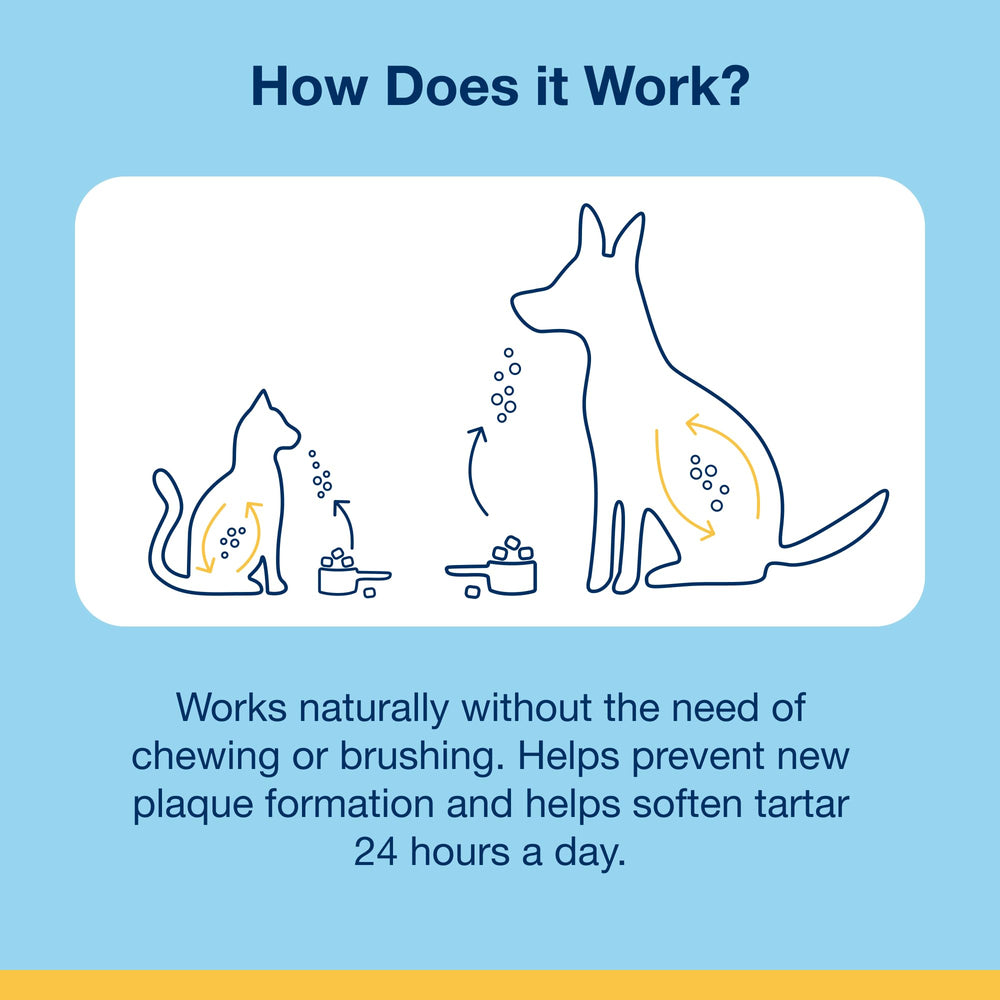 Ritual diario de cuidado dental sin esfuerzo para gatos.