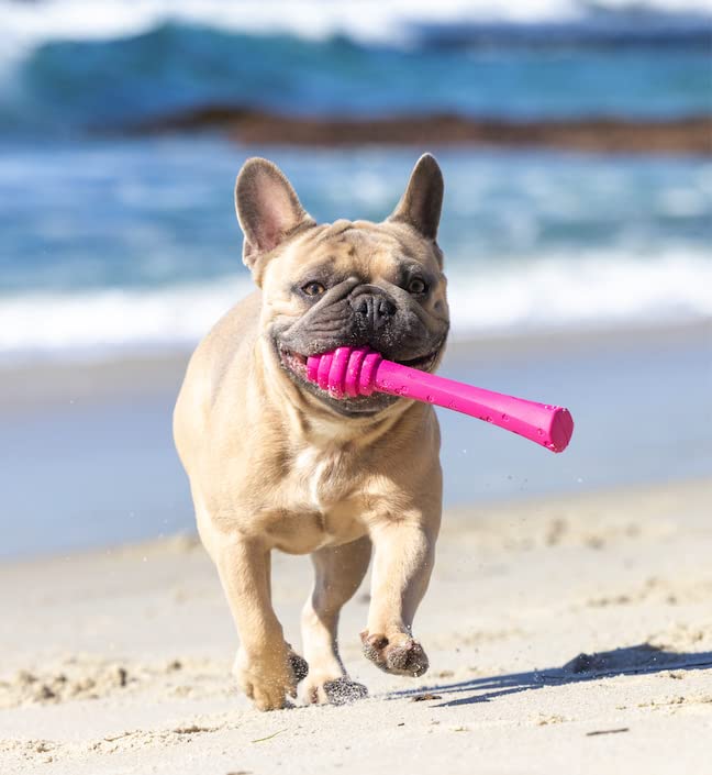 PROJECT HIVE PET COMPANY: Materiales-durables-sin-toxicos-juguete-perro, opción segura para perros activos.