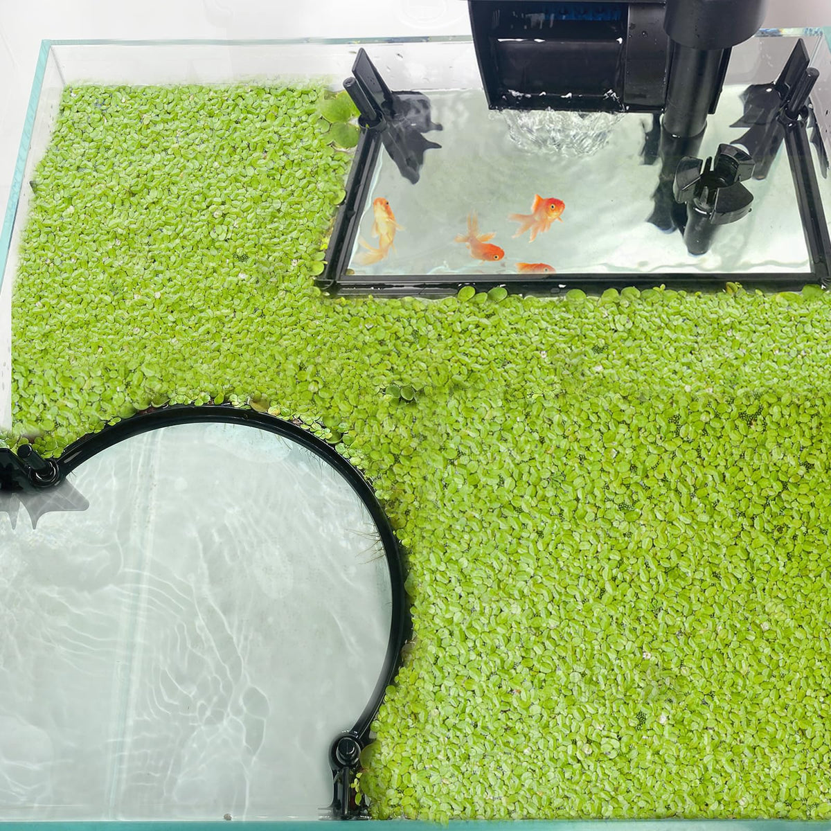 Pryitier barrera de plantas flotantes para acuario mantiene las plantas en su lugar y mejora la filtración