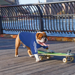 PUMYPOREITY sudadera capucha para perro francés tejido suave y transpirable.