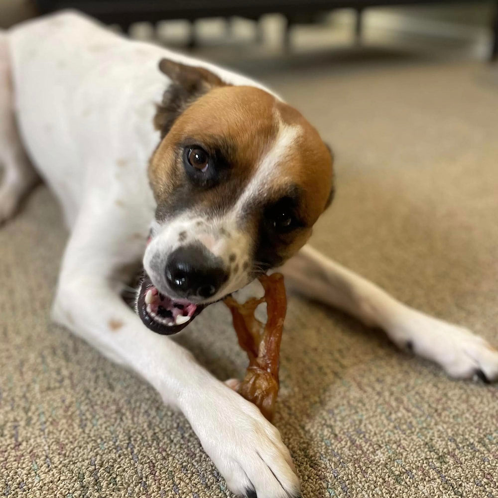 Pupford denticion perros tendones, alivia la dentición de cachorros