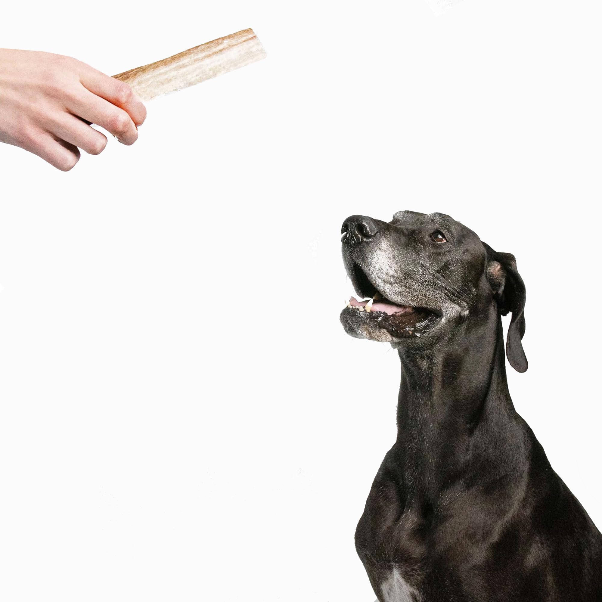 Pupford entrenamiento gratis con Zak George para perros
