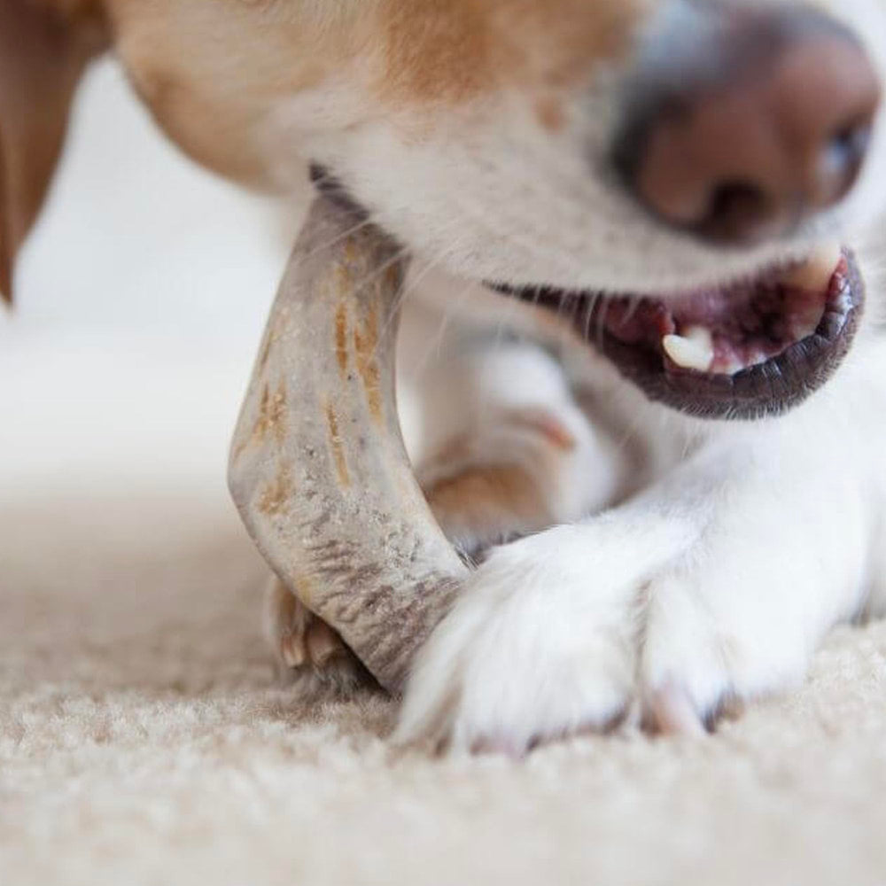 Pupford mordedor de ciervo sin olor ni manchas, fácil de mantener