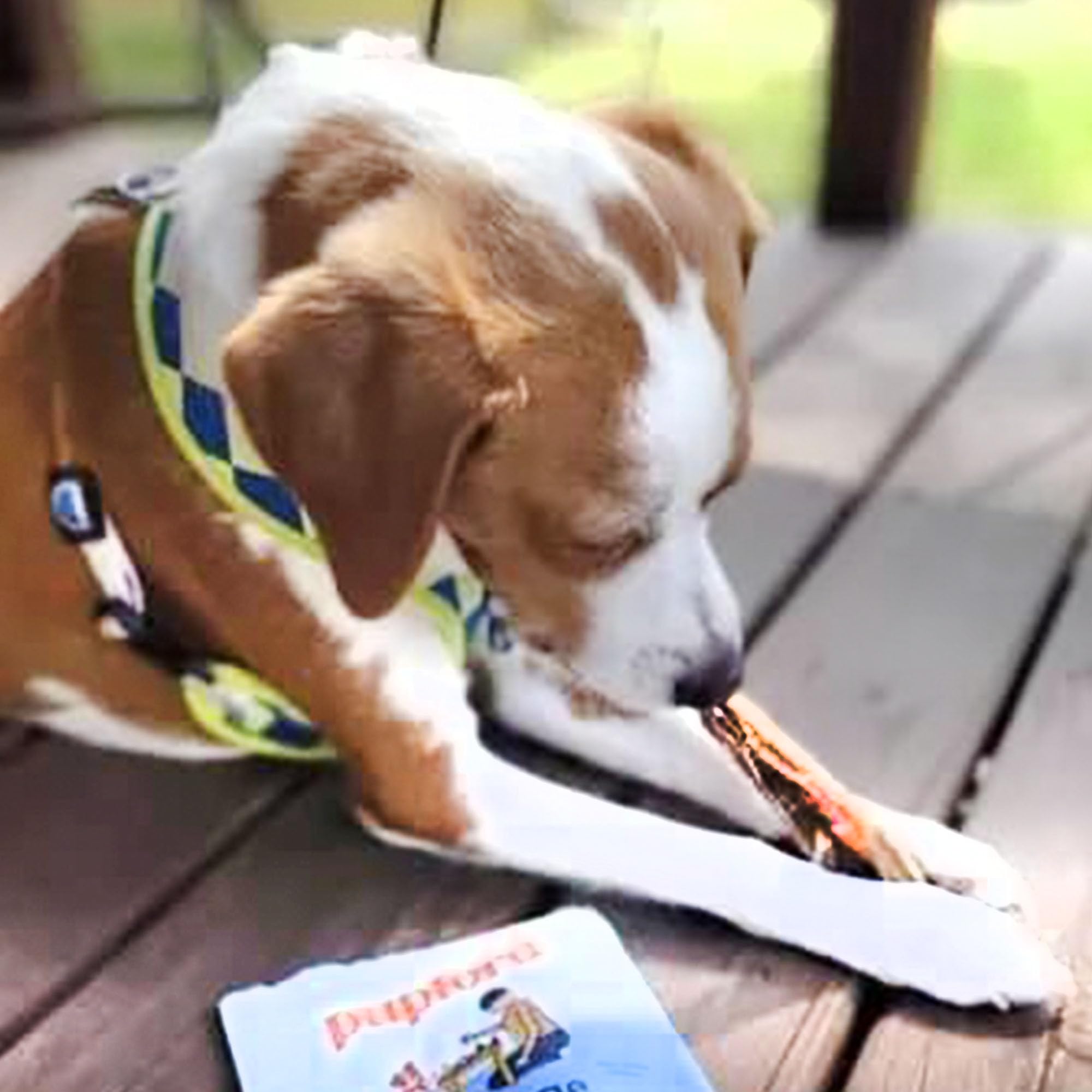 Pupford recompensa-entrenamiento tendones, perfecto para obediencia