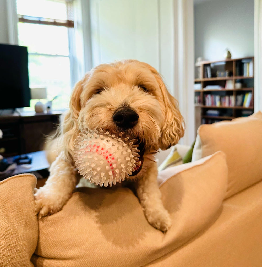 Puppy Party bolas espinas 3 piezas limpieza: fácil eliminar suciedad después del juego