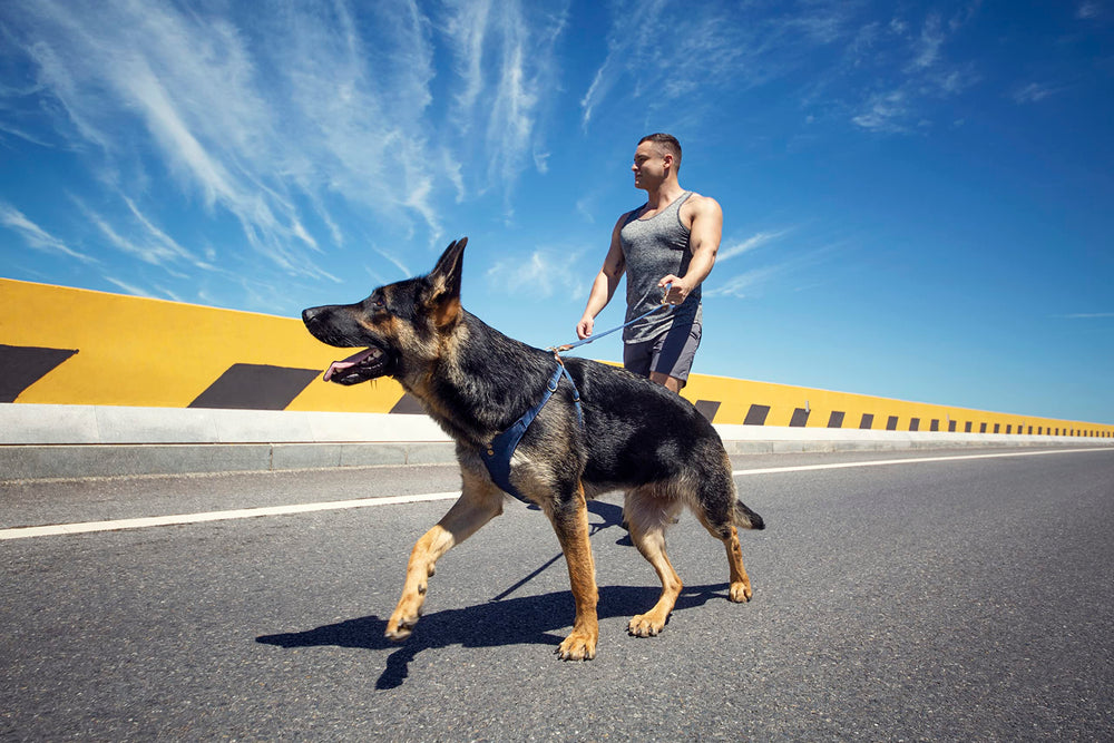 Arnés Puppytie para perros medianos con tejido Oxford resistente.