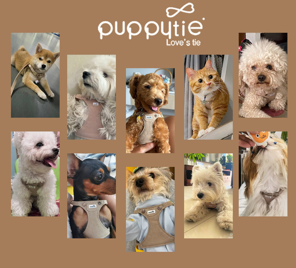 Puppytie gift packaging and responsive support for worry-free shopping.