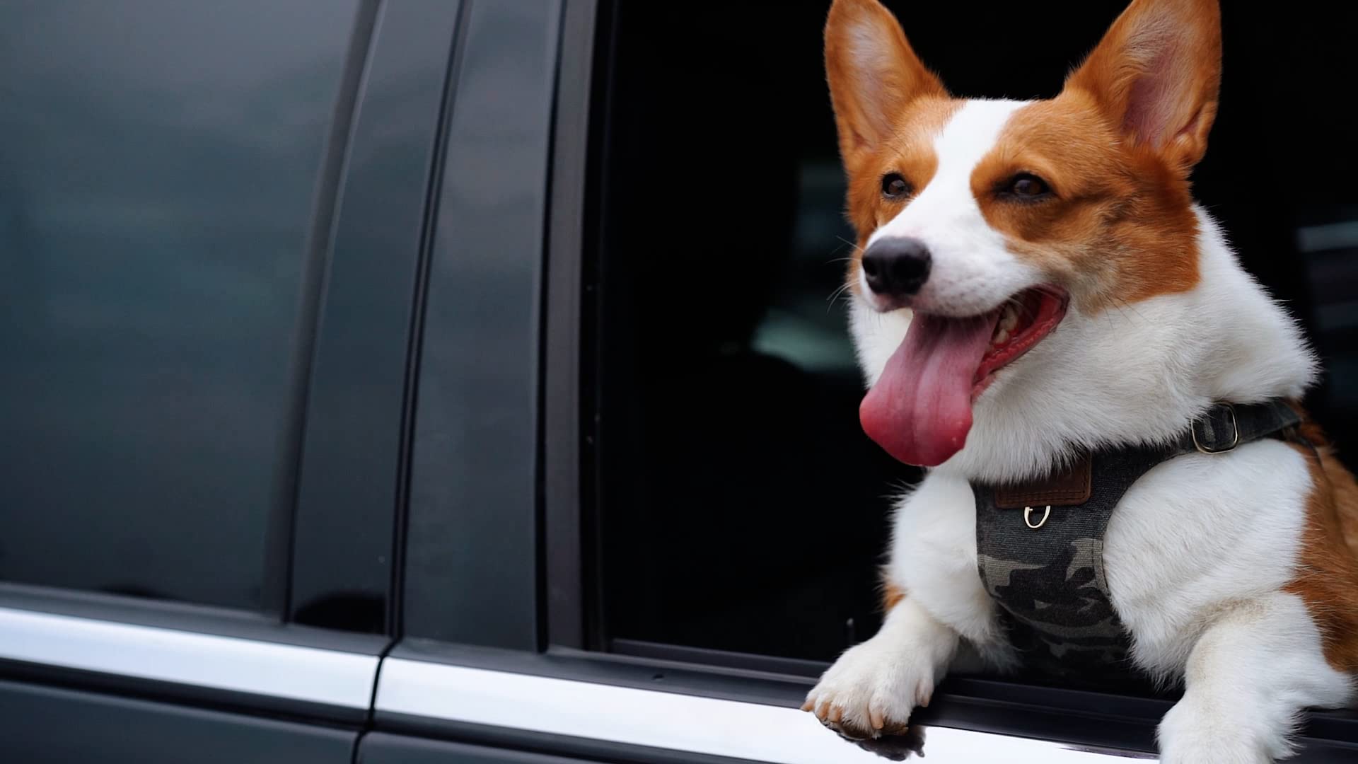 puppytie uso exterior para caminatas y actividades al aire libre