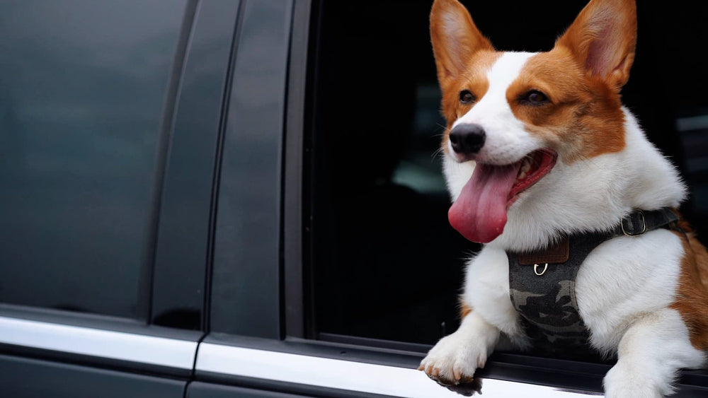 puppytie uso exterior para caminatas y actividades al aire libre