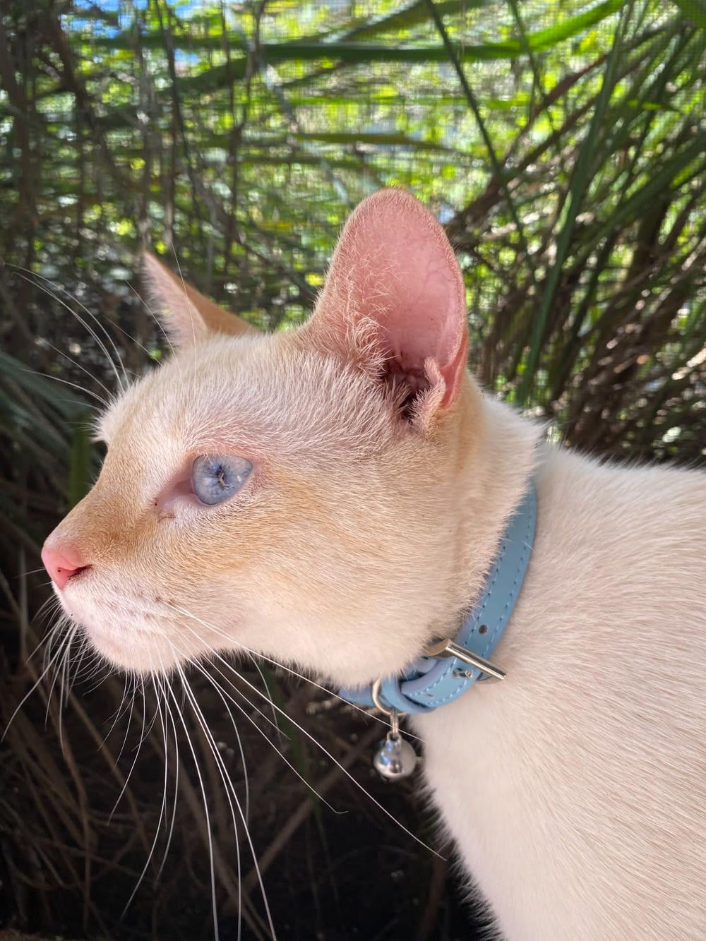 PUPTECK collar de cuero suave rosa para gatos, ideal para uso diario y estilo