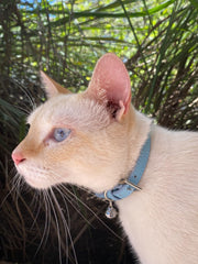 PUPTECK collar de cuero suave rosa para gatos, ideal para uso diario y estilo