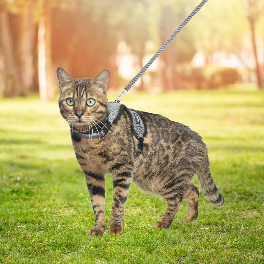 PUPTECK arnés gato uso diario cómodo para caminatas y veterinario.