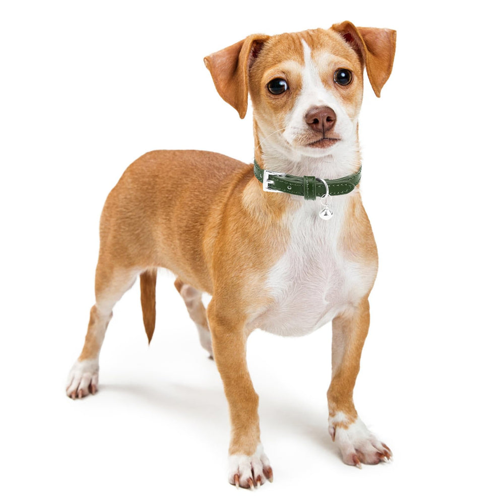 PUPTECK collar en escena urbana, ideal para paseos y salidas.