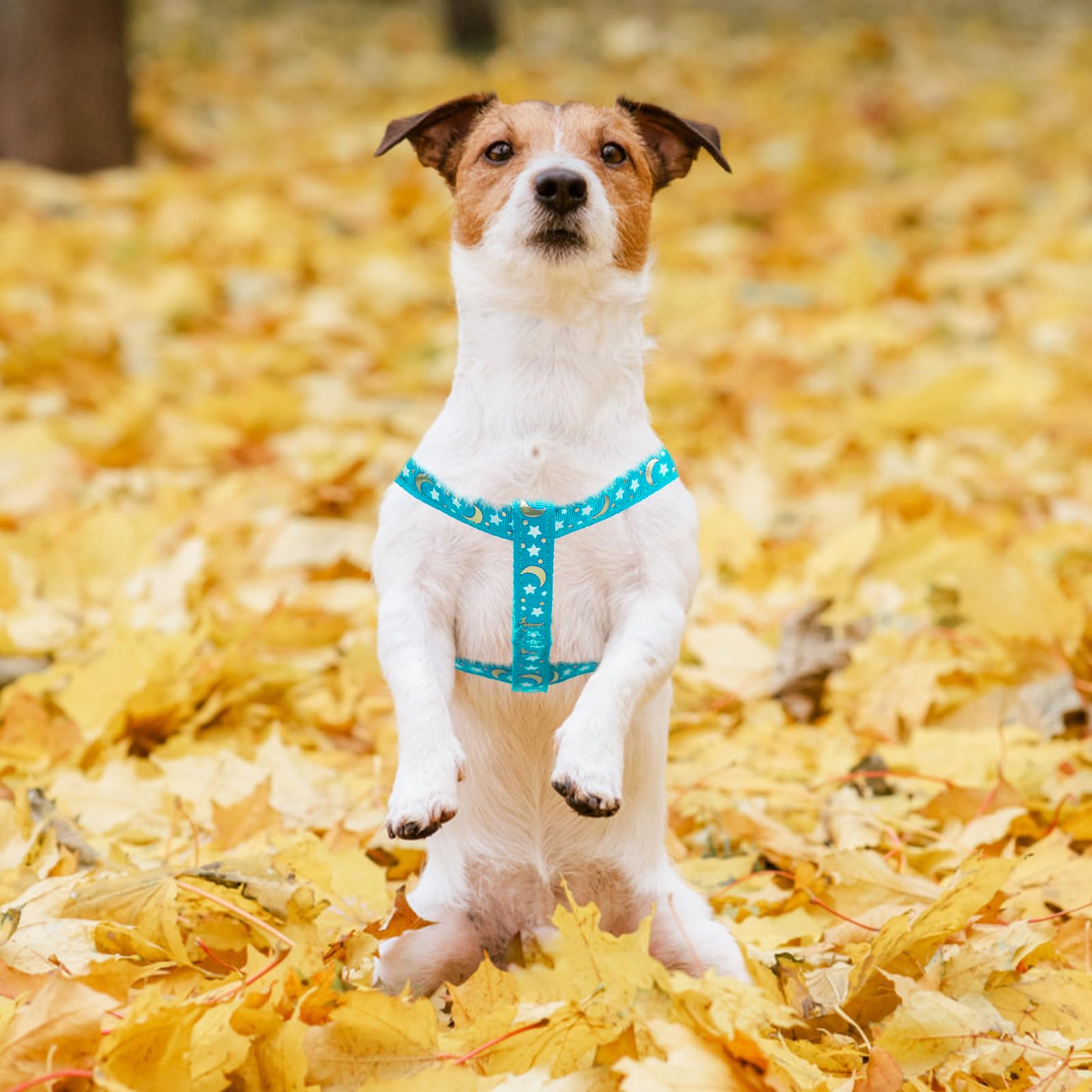 Pupteck Adjustable straps provide a secure, comfortable fit for different dogs