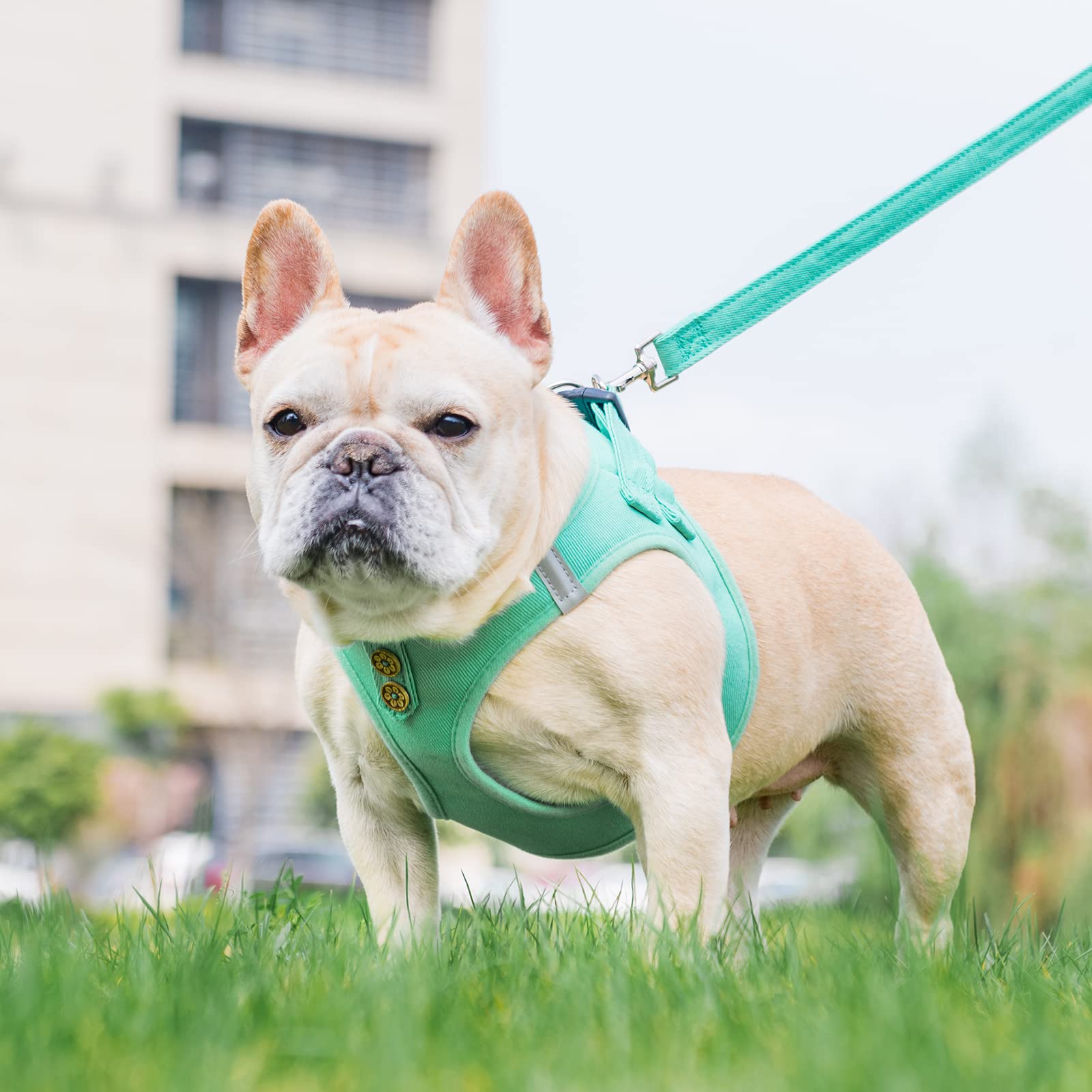 PUPTECK arnés canino vaquero verde XS lateral, diseño fácil de ajustar.