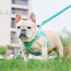 PUPTECK arnés canino vaquero verde XS lateral, diseño fácil de ajustar.