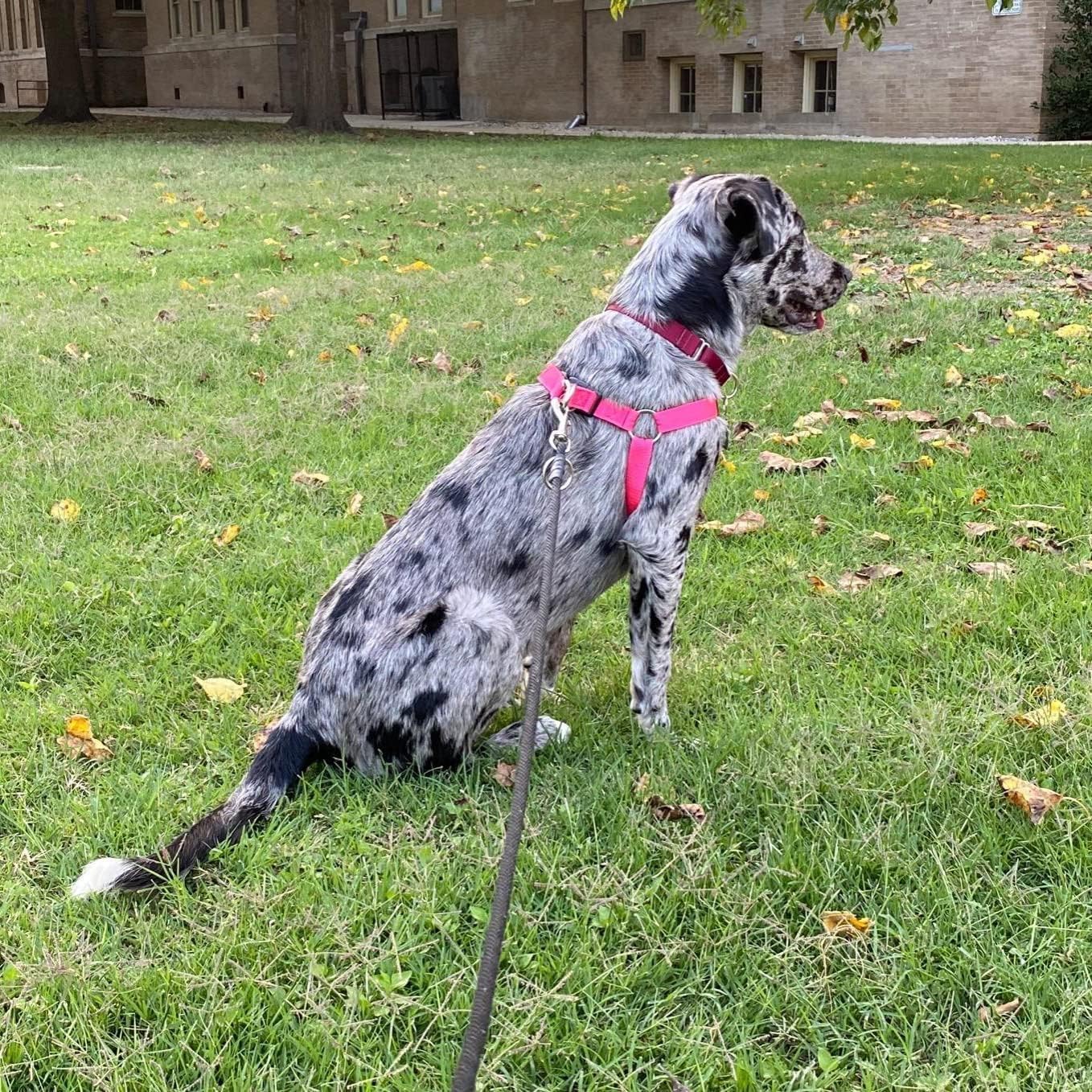 PUPTECK arnés comodidad diario, tela suave para paseos.