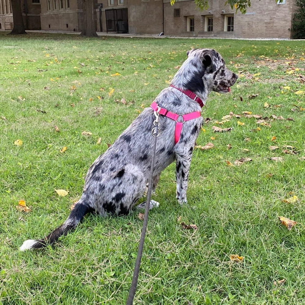 PUPTECK arnés comodidad diario, tela suave para paseos.