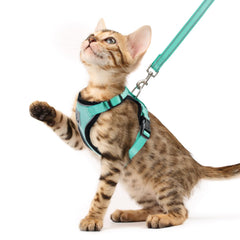 Arnés PUPTECK para gatos Aguamarina, vista frontal, ajuste cómodo y seguro.