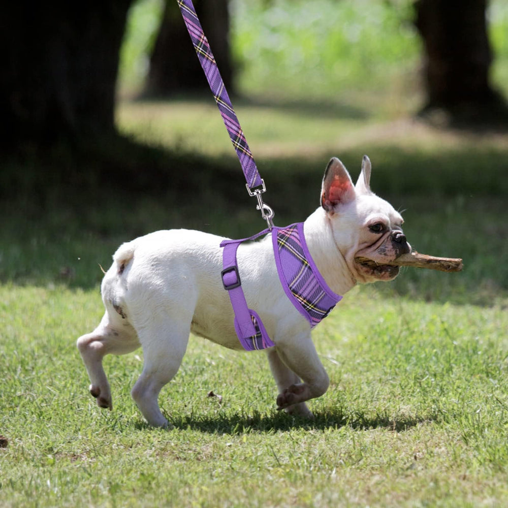 Arnés malla morado PupTeck vista frontal cómoda