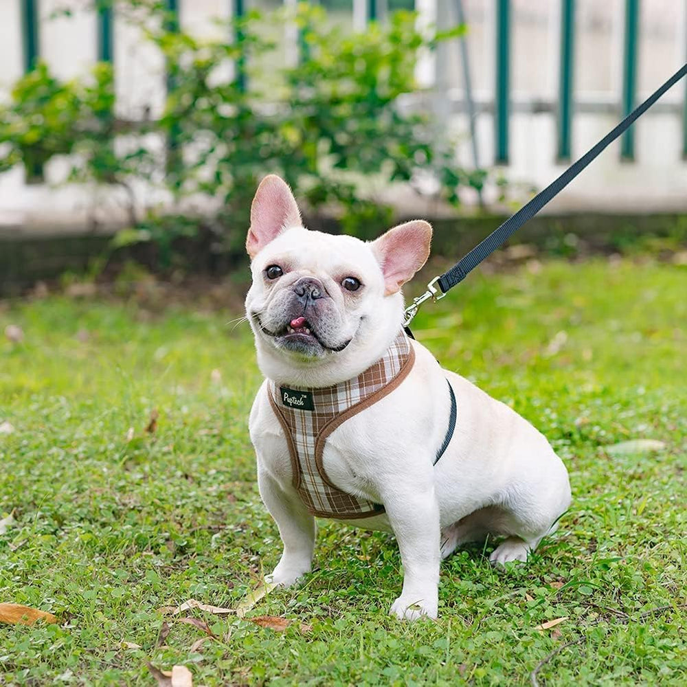 PUPTECK conjunto arnés y correa para perros y gatos pequeños.