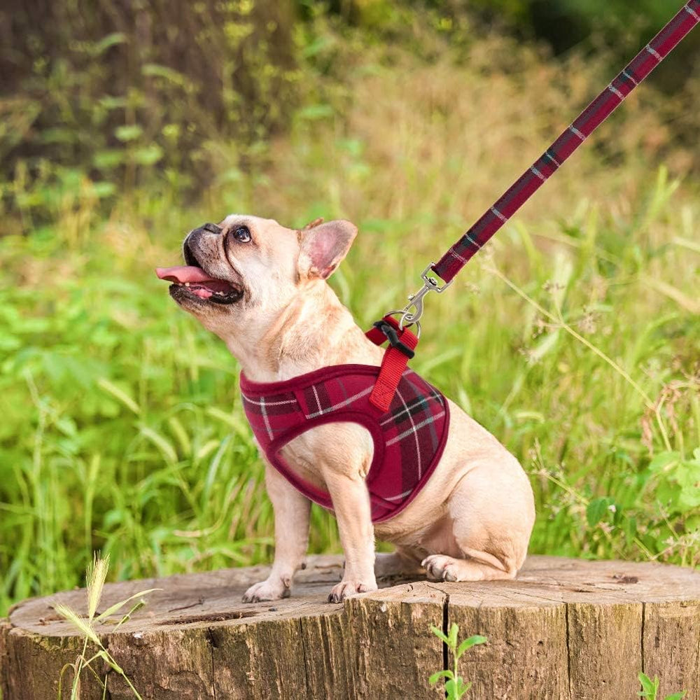 Arnés PUPTECK para mascotas en exteriores