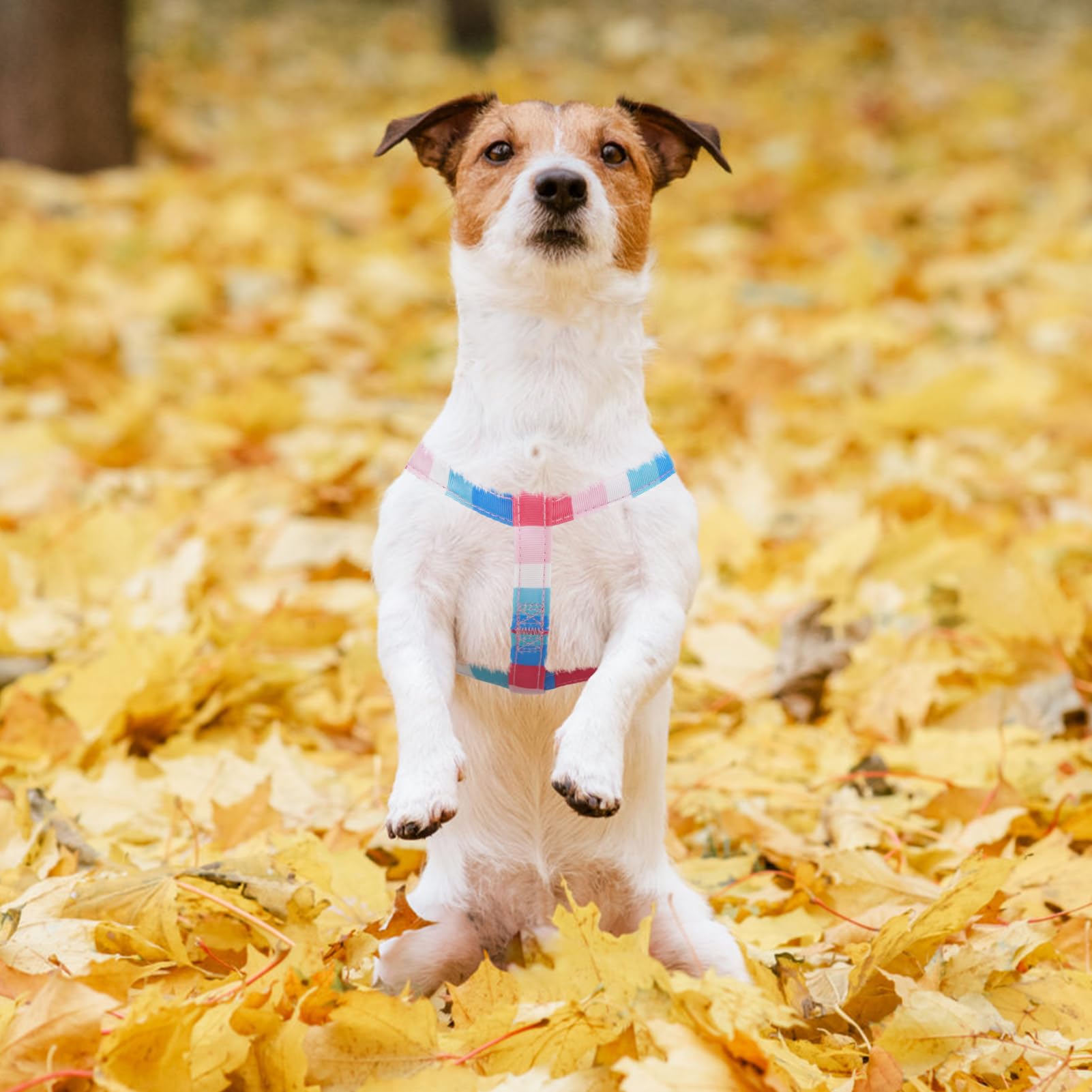 PUPTECK ajuste adaptable, talla adecuada para razas pequeñas y medianas.