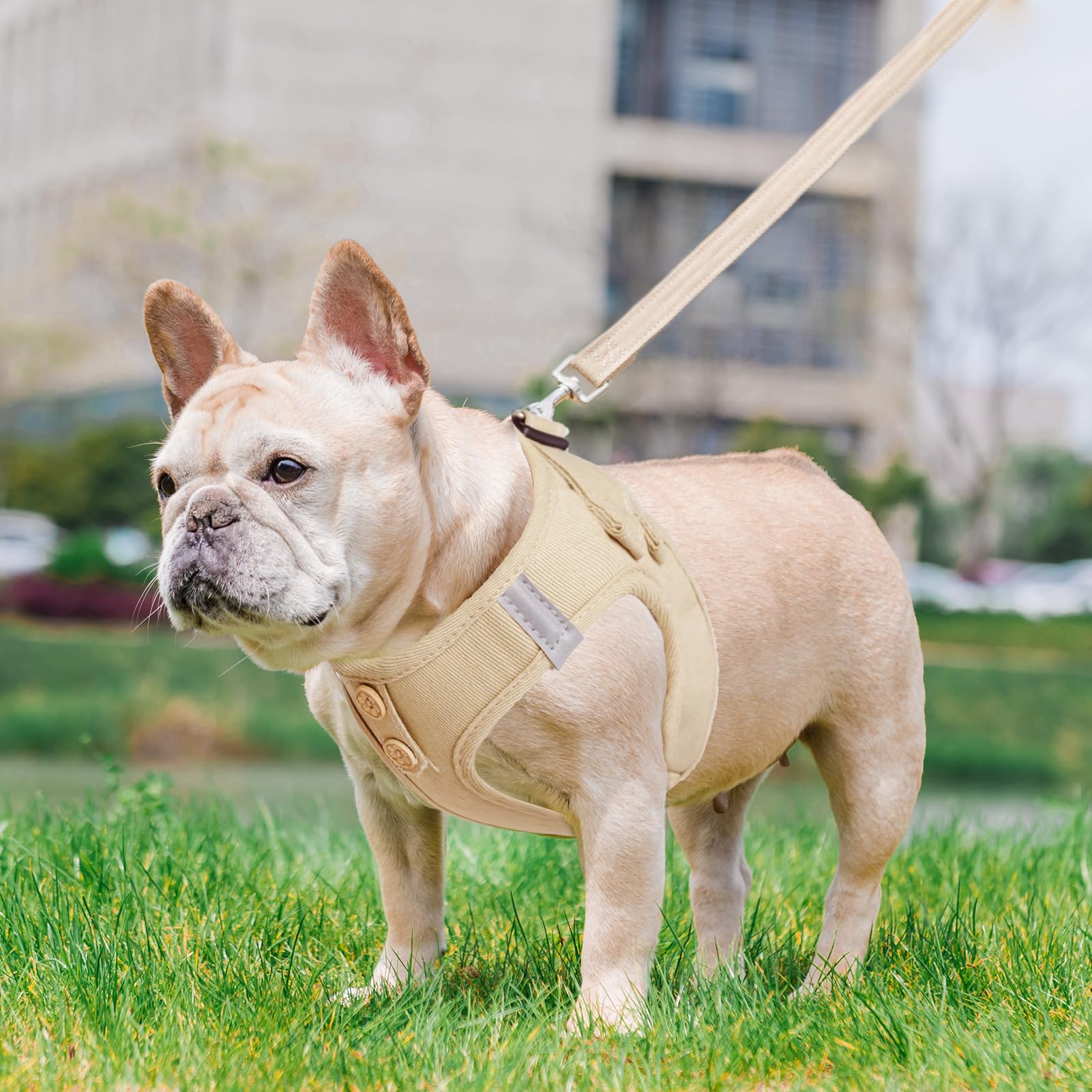 Arnés Pupteck en tono natural, estilo y comodidad para paseos diarios.