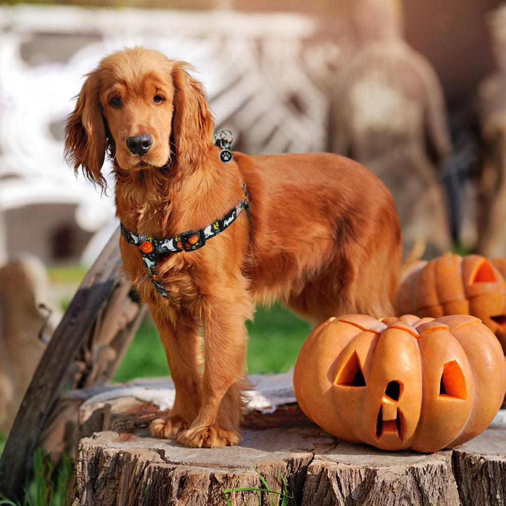 Arnés Pupteck talla M ajustable para perros medianos