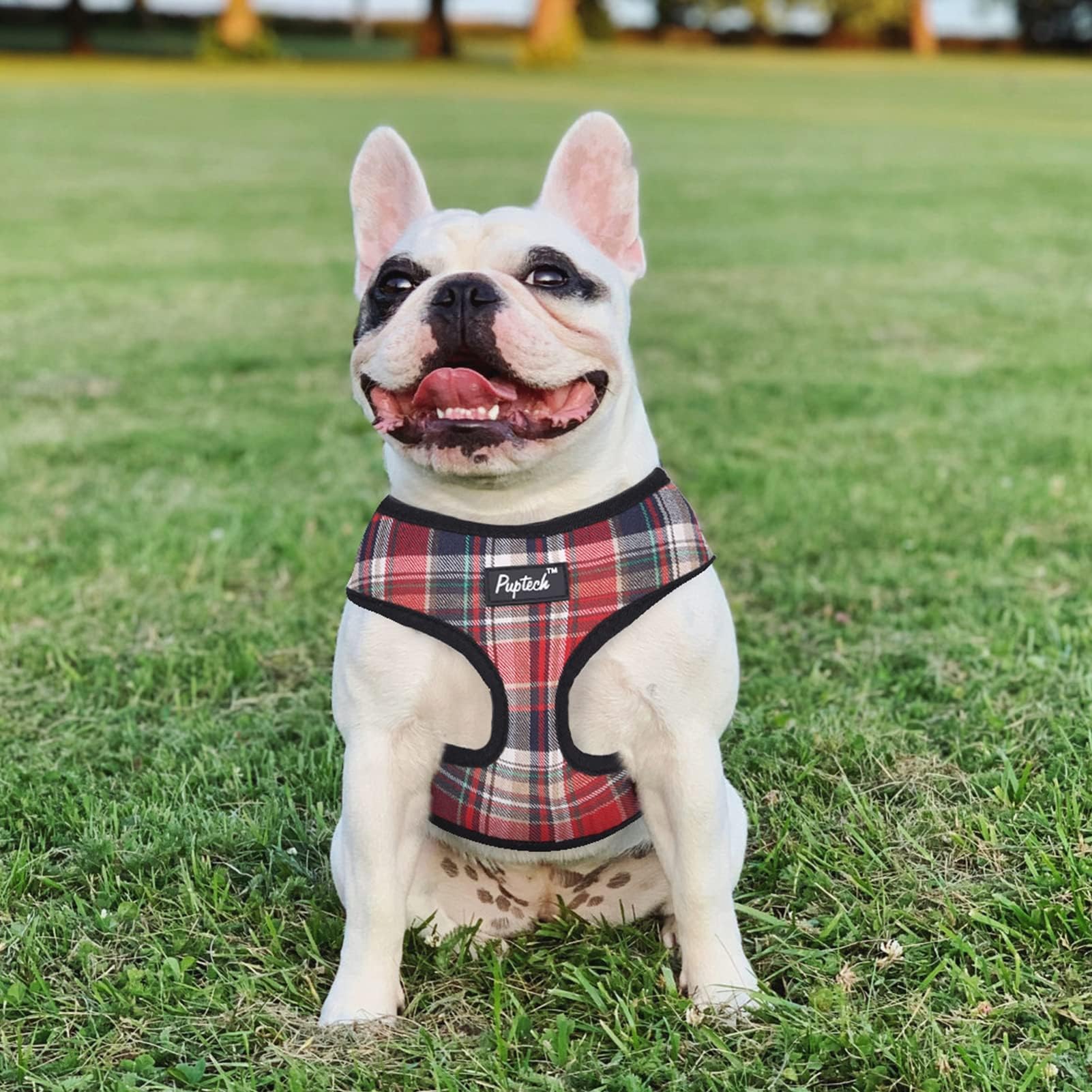 PUPTECK uso todo el año, arnés transpirable para verano e invierno.