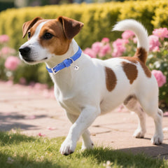 Collar PUPTECK con campanita, tono turquesa suave.