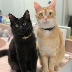 Collar de cuero suave PUPTECK para gato caqui, estilo diario