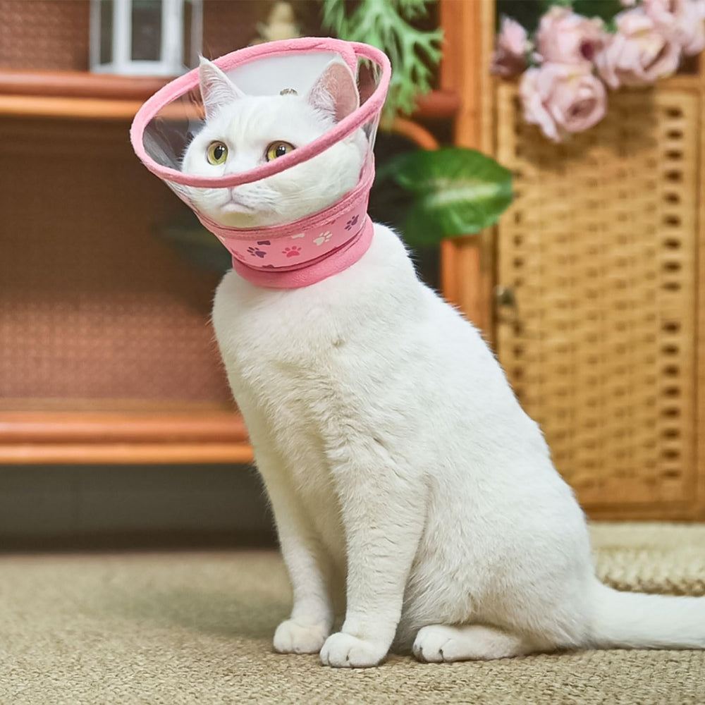 Uso postoperatorio con collar de recuperación PUPTECK para evitar lamidos