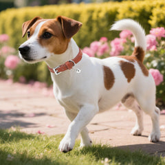 Collar PUPTECK de cuero marrón con cascabel para gato, estilo versátil