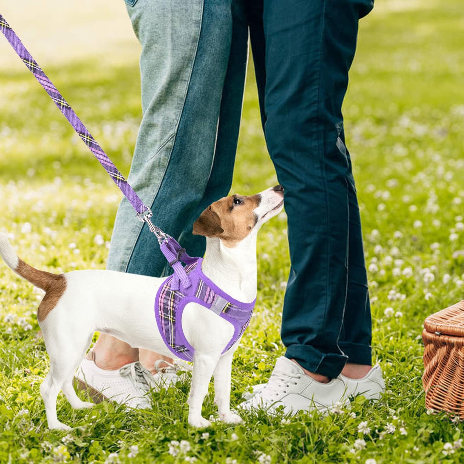 PUPTECK conjunto completo: arnés, collar y correa para paseos