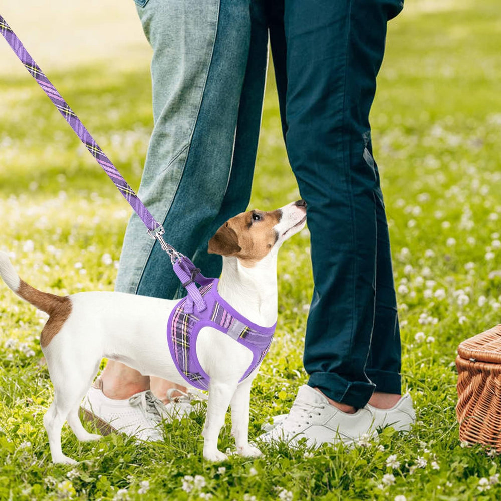 PUPTECK conjunto completo: arnés, collar y correa para paseos