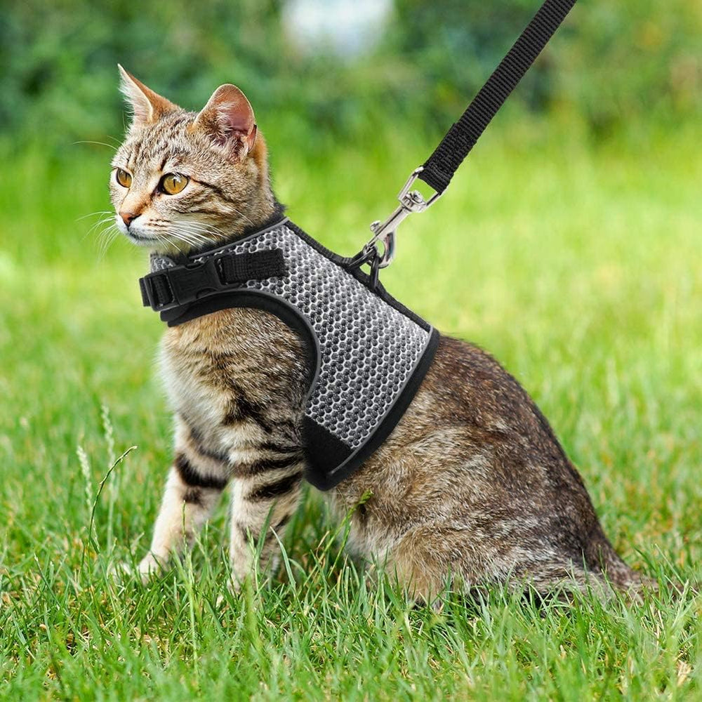 PUPTECK correa a juego, diseño resistente para paseos.