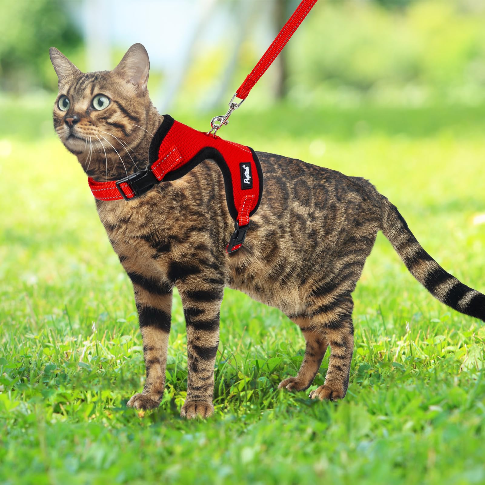 Correa para gato PUPTECK ideal para salidas y viajes