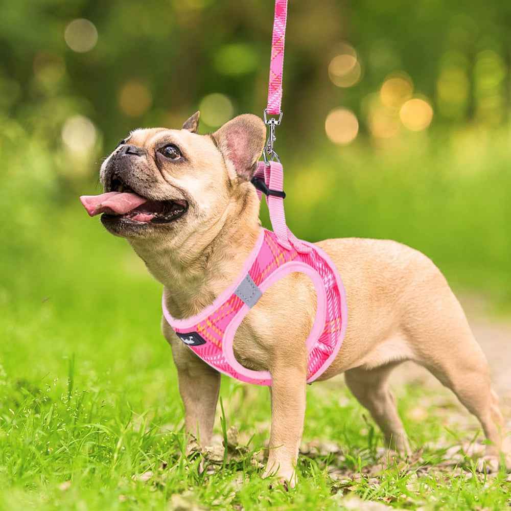 Correa rosa de PUPTECK para perros pequeños, ideal para paseos.